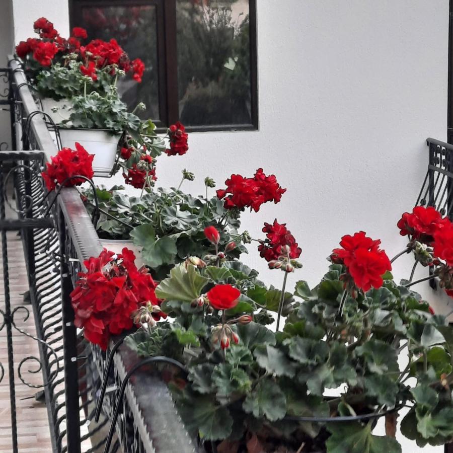 Casa Dana Olteanu Hotel Моечу де Жос Екстериор снимка